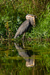 Great Blue Heron Catching Catfish
